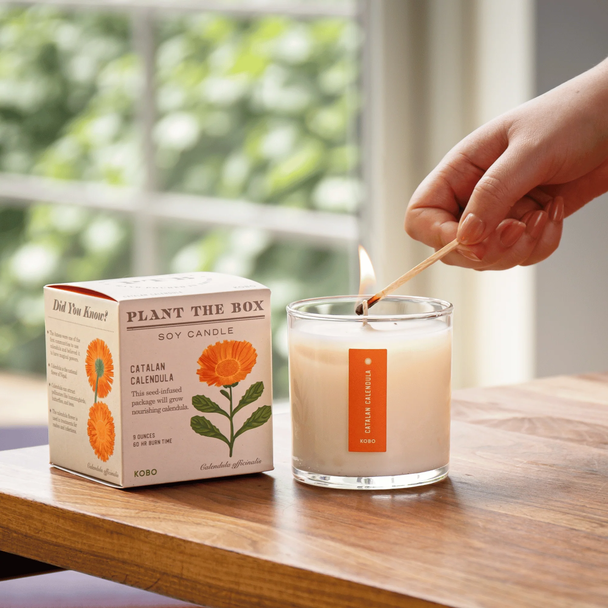 Catalan Calendula Plant The Box Candle - Image 3