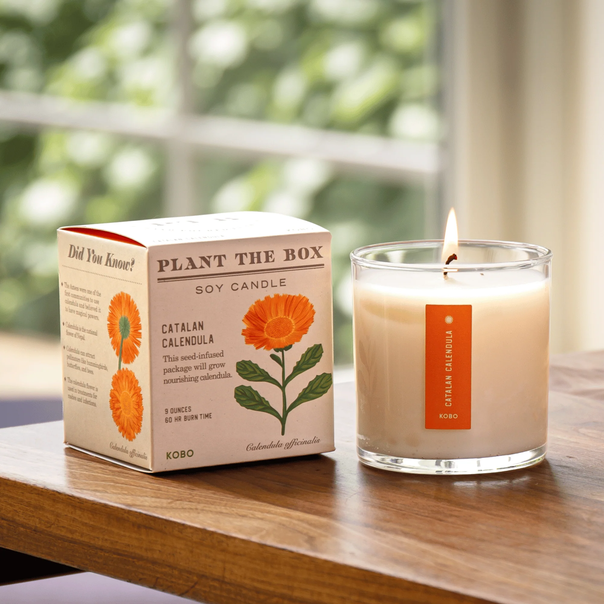 Catalan Calendula Plant The Box Candle - Image 4