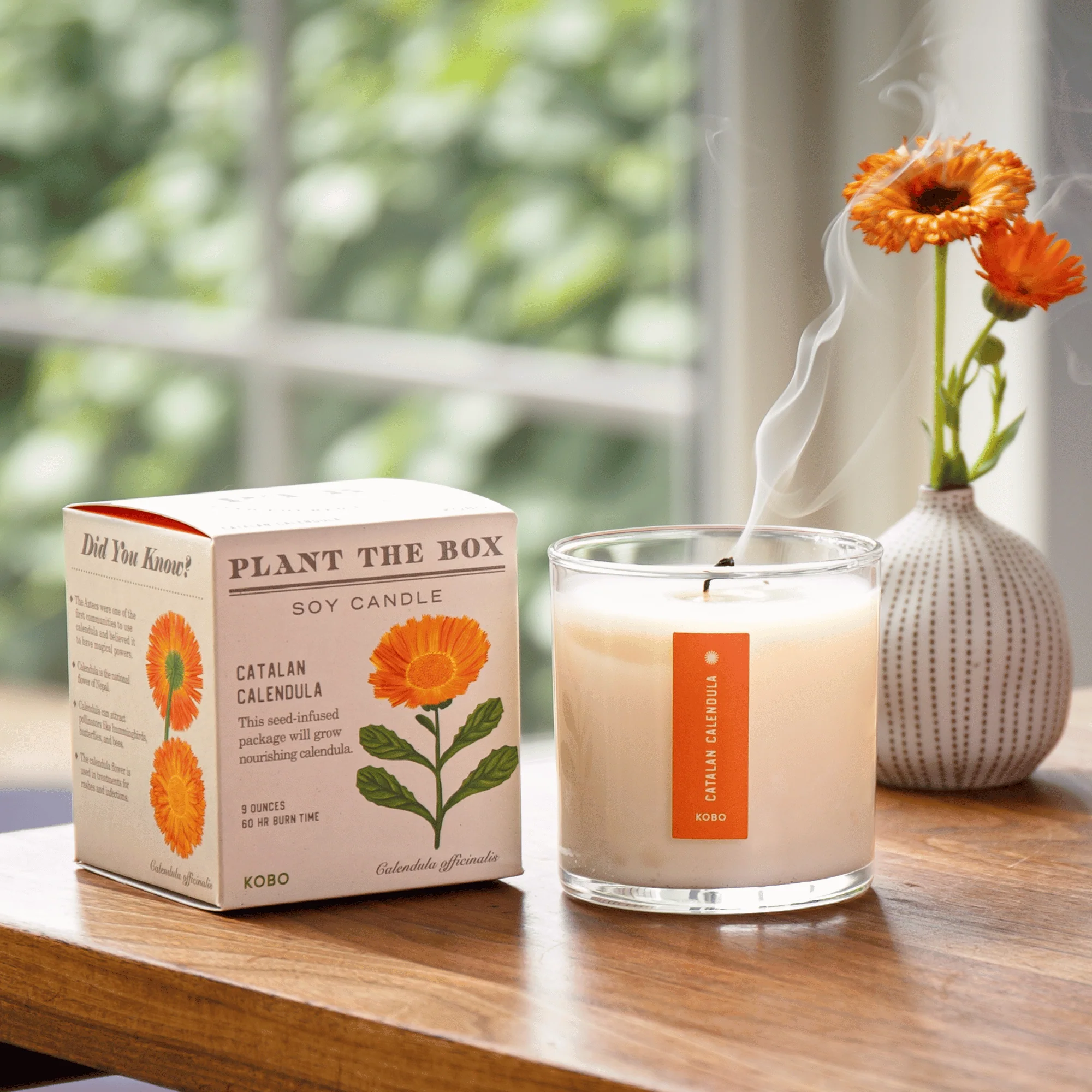 Catalan Calendula Plant The Box Candle - Image 5