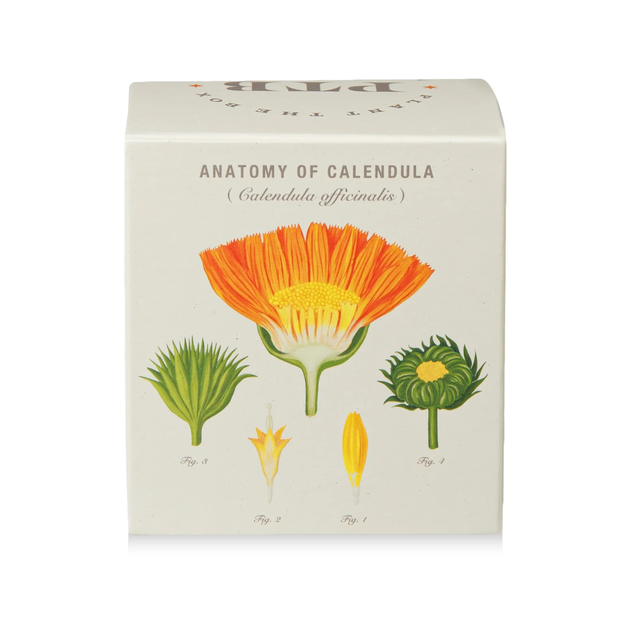 Catalan Calendula Plant The Box Candle - Image 8