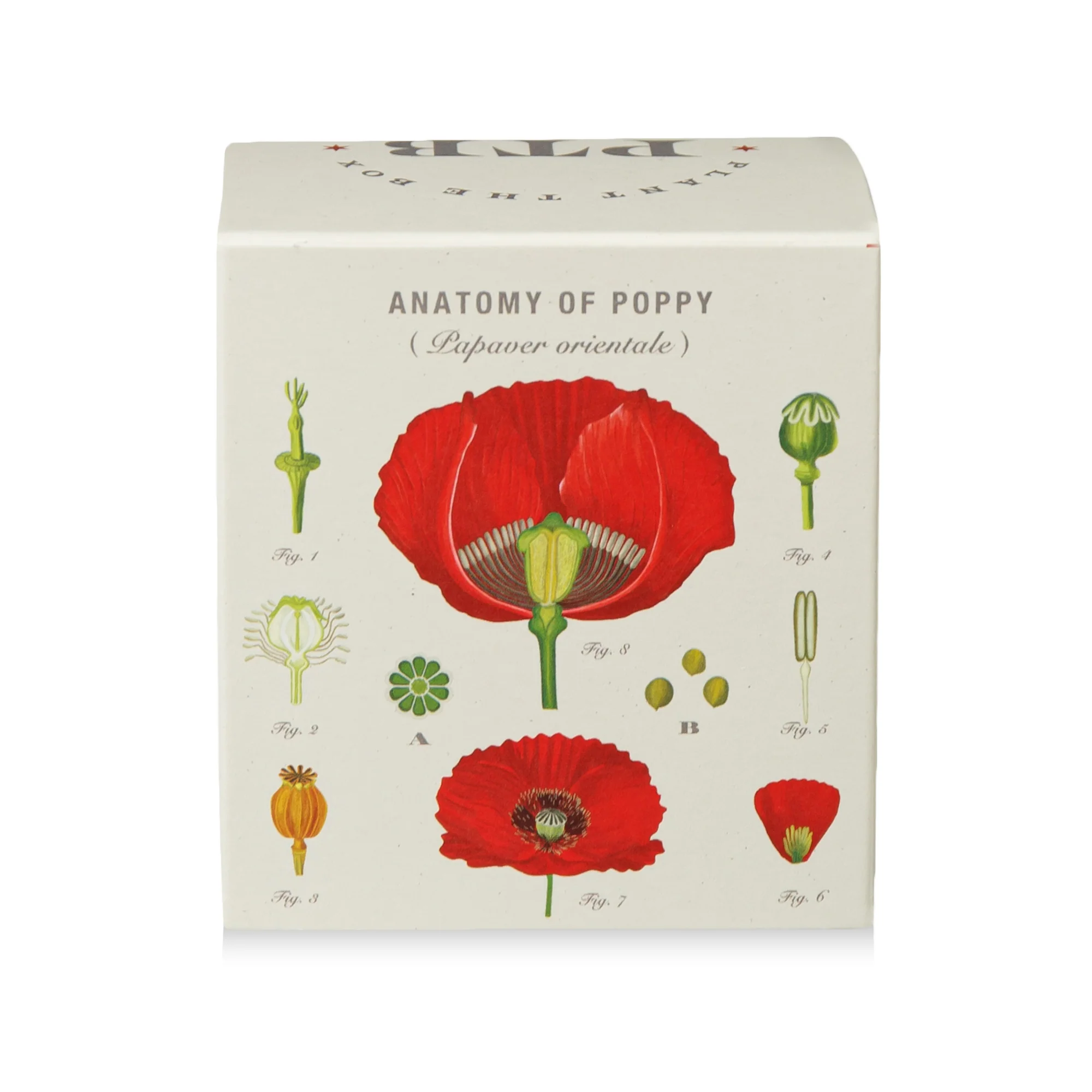 Red Poppy Plant The Box Candle - Image 8
