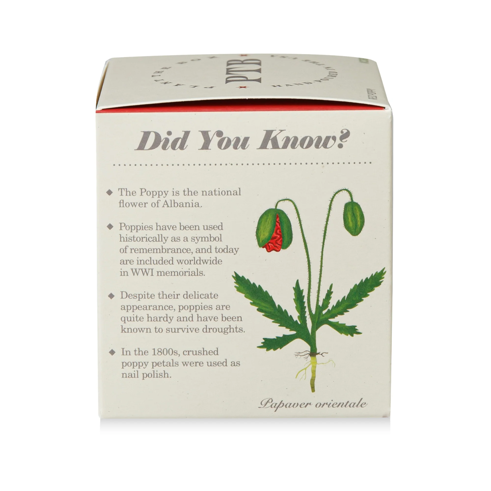 Red Poppy Plant The Box Candle - Image 9