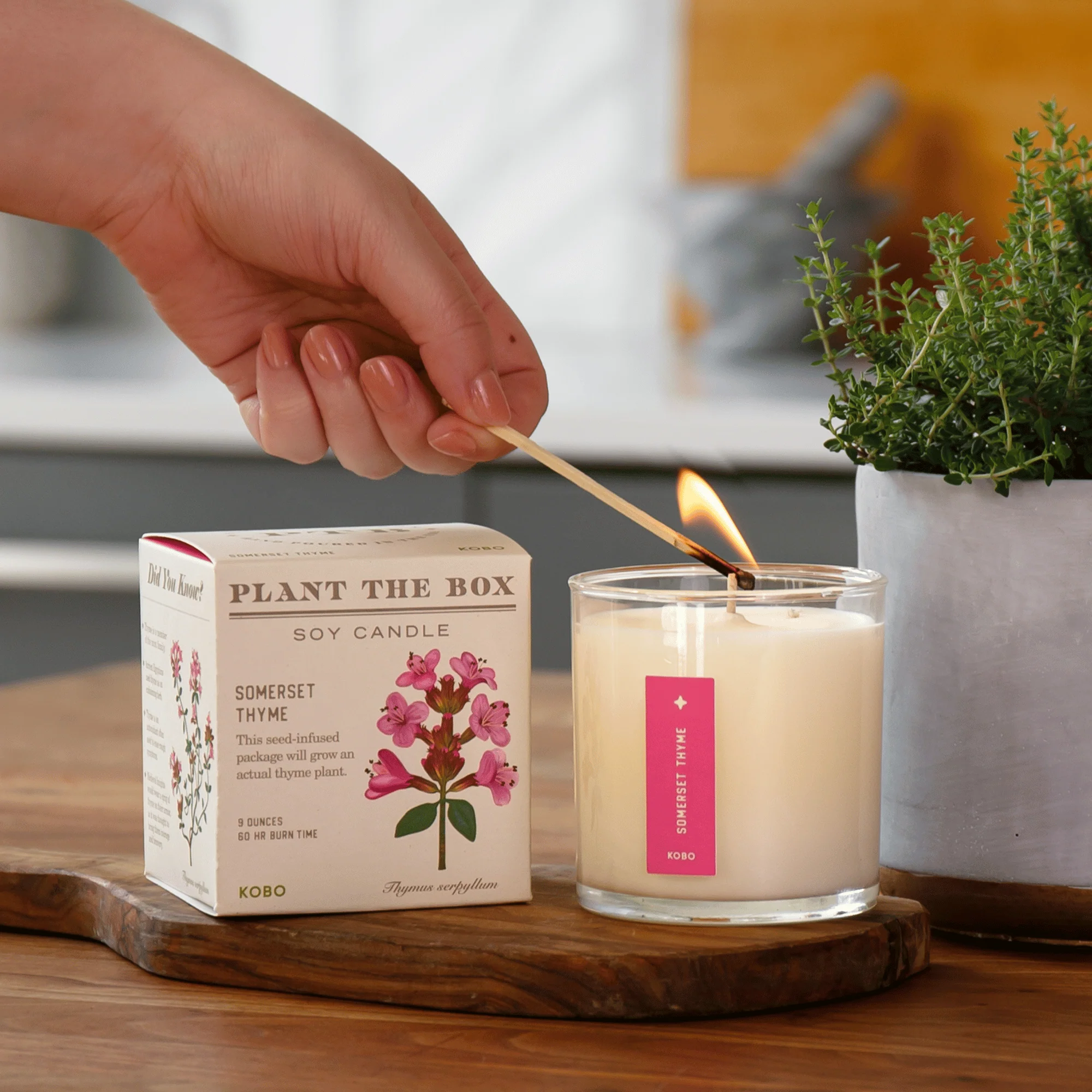 Somerset Thyme Plant The Box Candle - Image 3