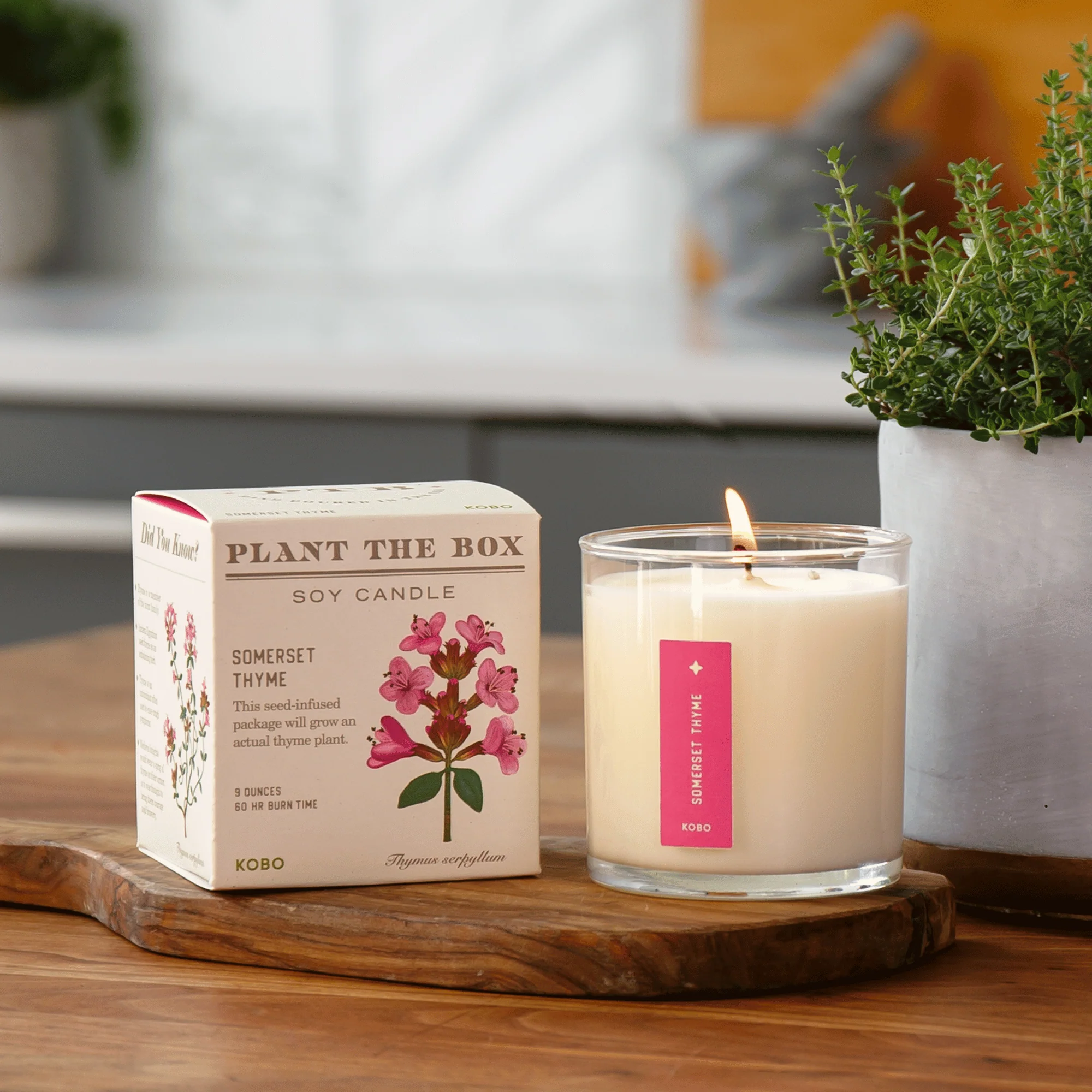 Somerset Thyme Plant The Box Candle - Image 4