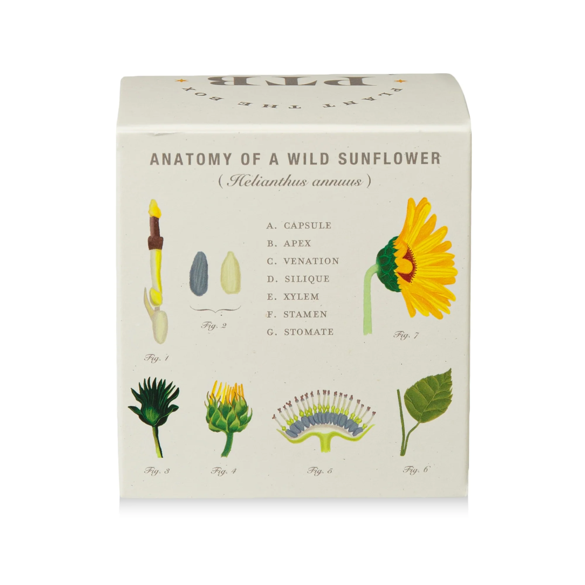 Sweet Sunflower Plant The Box Candle - Image 8