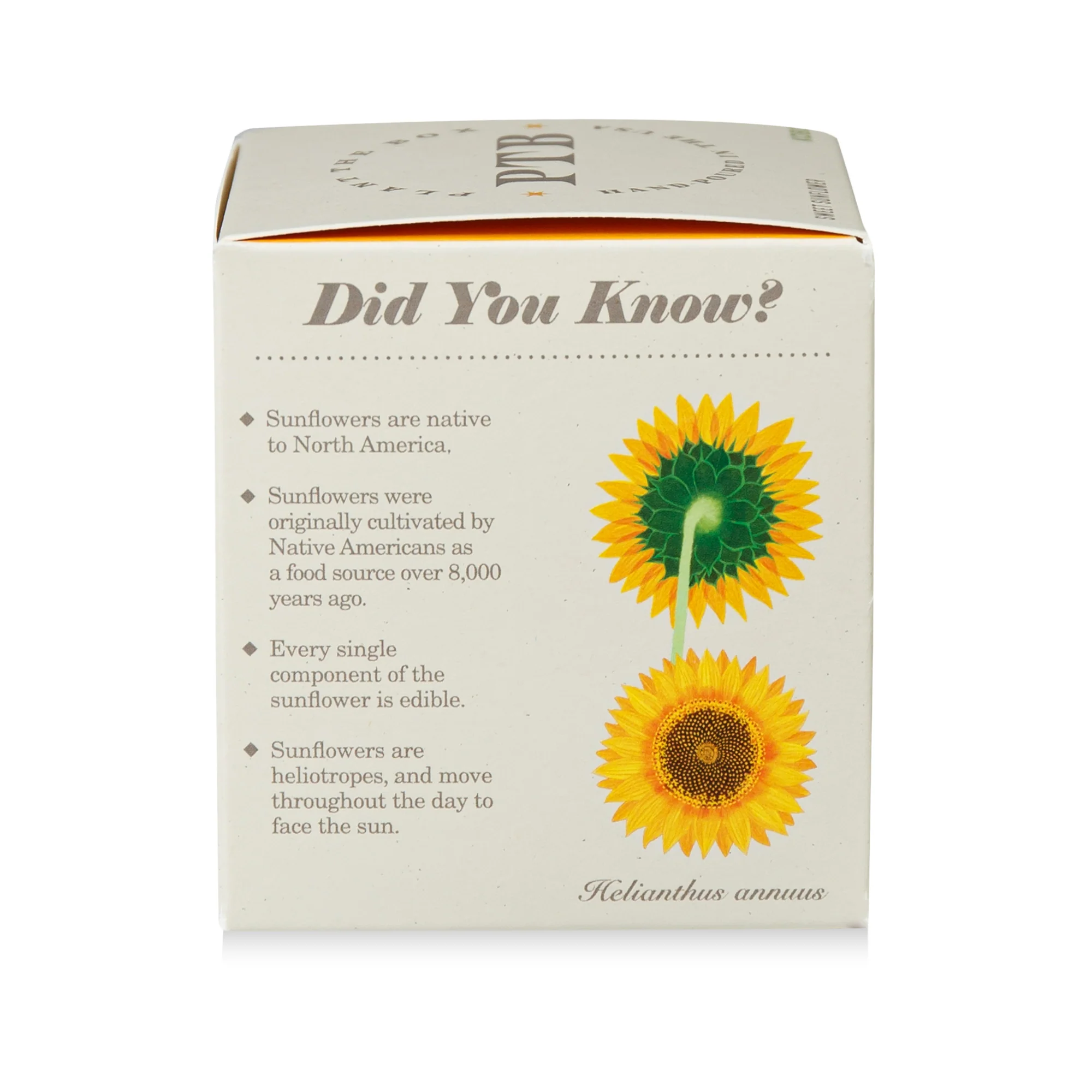 Sweet Sunflower Plant The Box Candle - Image 9